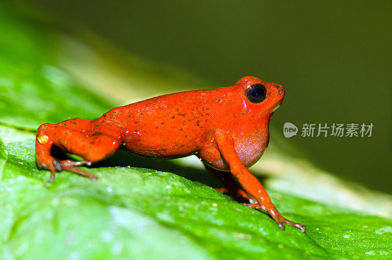 草莓毒蛙(Oophaga pumilio)